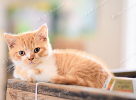 Gorgeous British shorthair kittens available