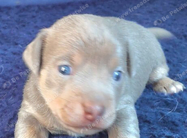 LILAC/BLUE and TAN JACK RUSSELL PUPPIES