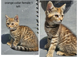Kittens x British blue shorthairs crossed
