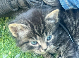 Kitten for good Home