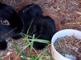 Netherland dwarfs
