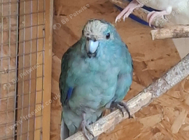 Proven pair of Kakarikis