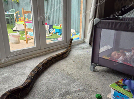 8 to 9 foot boa contrictor