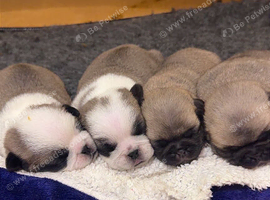 KC Registered Pug Puppies ready to leave 31st Oct