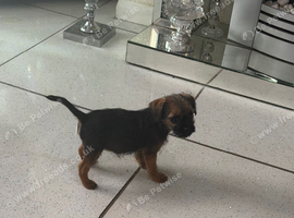 Stunning Border Terrier Puppies