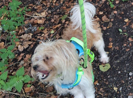 Pippin 1yr old mix
