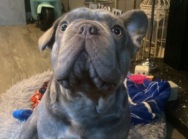 Big rope French bulldaog