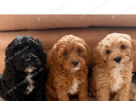 Cavapoo pups