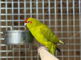 Kakarikis
