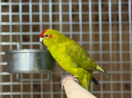 Kakariki parrot