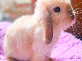 5 beautiful baby mini lop bunny&rsquo;s
