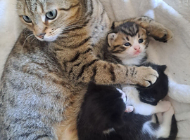 Bengals cross kittens