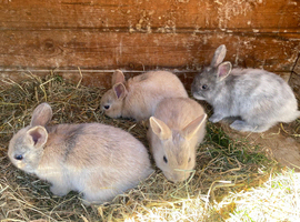 Bunnies