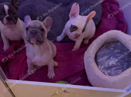 French Bulldog Puppies Ready To Join Loving Families