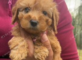 F1 Cavapoo Puppies Bred From Health Tested Parents