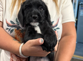 Cockapoo x Shih-Poo puppies
