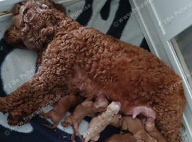 9 cockapoos left