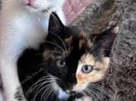 2 loving mixed colour angels free to loving home