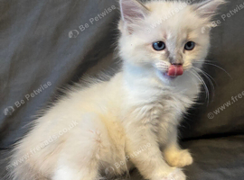 LAST MALE RAGDOLL STUNNING READY NOW
