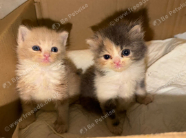 Beautiful Exotic-Type Longhair Kittens