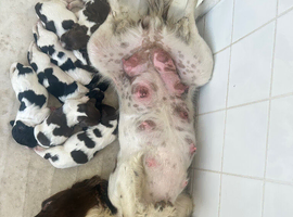 Puppies