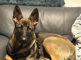 Belgian mali 9 months