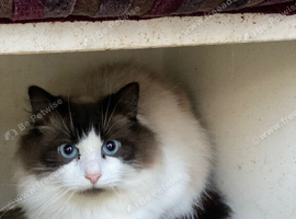 Bi-colour Ragdoll Male