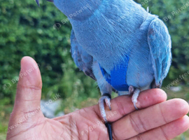 Beautiful TAME Male Blue Indian Ringneck &ndash; 10 Months Old