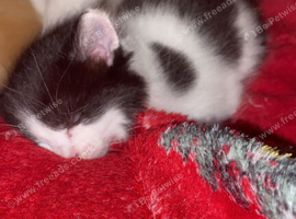 kittens for sale
