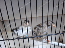 Canaries