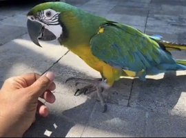 Urgent sale beautiful rare milligold macaw