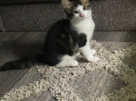 Female kitten for sale