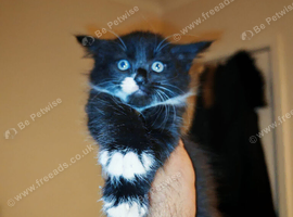 4 beautiful kittens