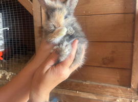 Lionhead double maned super fluffy harlequin girl