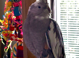 1 year old cockatiel and cage