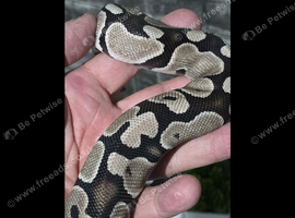 Royal python