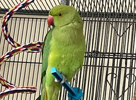 2 INDIAN RINGNECKS FOR SALE