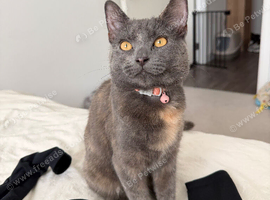 6 month old kitten for sale