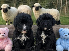 F1 STANDARD BLACK AND WHITE BERNADOODLE GIRL
