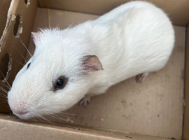 1 adult male guinea pig, 1 female adult pig