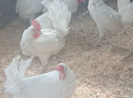 White star laying hens