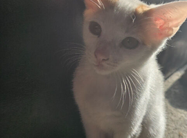 2 lovley kittens ready now