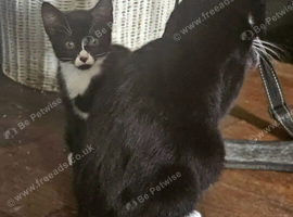 Black & White Female Kitten Looking for a Loving Home