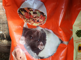 Small rodent food
