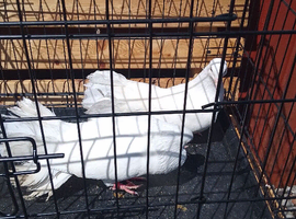 Lovely Indian fantails for sale