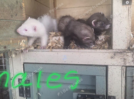 Ferrets kits
