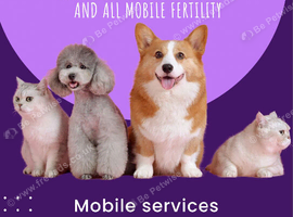 Microchipping, pregnancy ultrasounds & more
