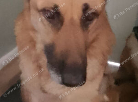 Adult German shepherd