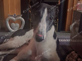 Beautiful male greyhound