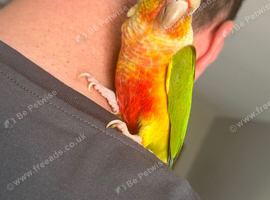 Hand-Reared High Red Pineapple Conure